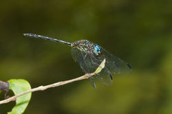 DSC_3785_1