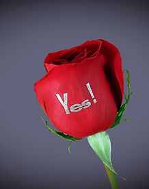 Red personalised rose
