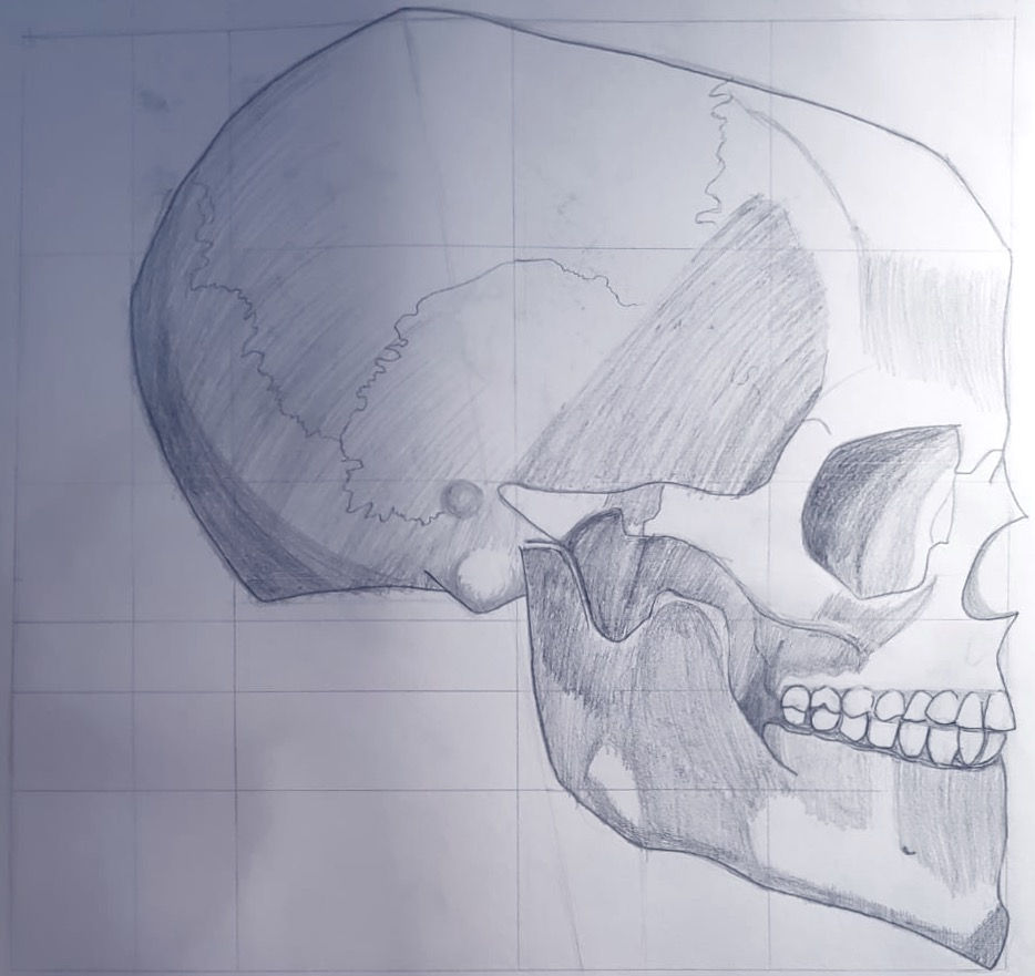 Side of a Skull