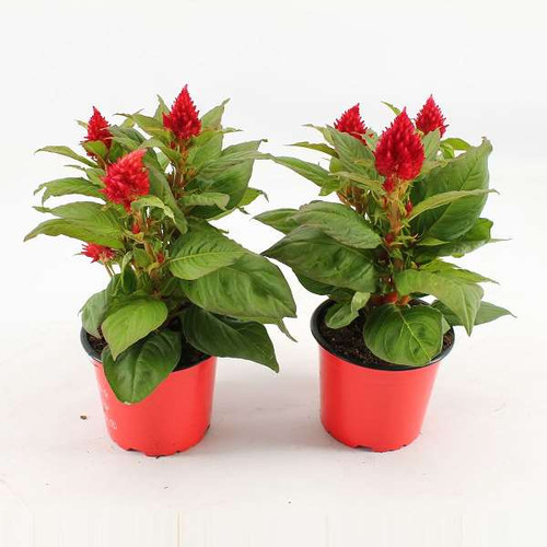CELOSIA KELOS FIRE RED TST | Serresderoyaucourt