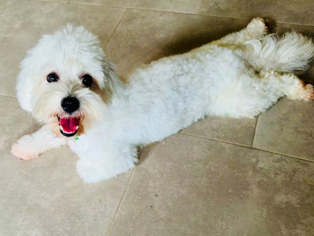 Cone & Stitches Free!