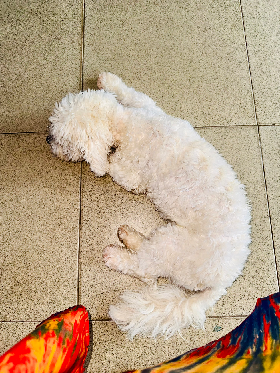 The Big Christmas Scare