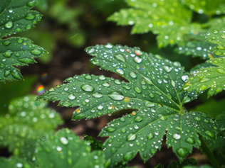 10/26/25 Overflowing Thanksgiving