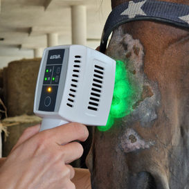 Laseroterapia Natalia Szczesna Fizjoterapia koni Reha Horse