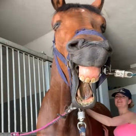 Natalia Szczesna Fizjoterapia koni Reha Horse