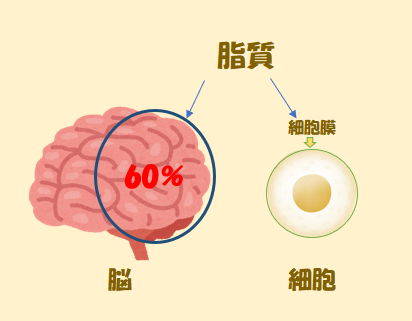 脂質