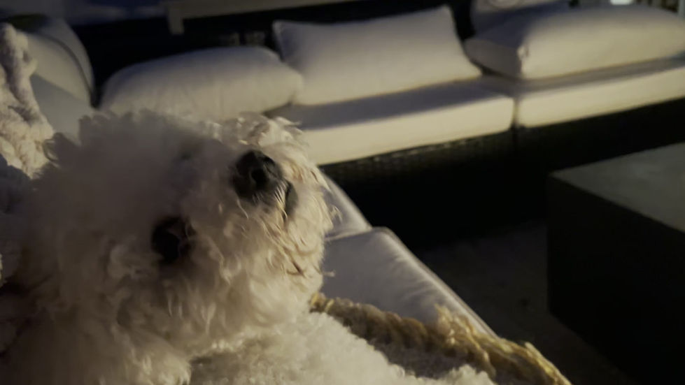 Buttercup the dog soaks in the view of the ppol floaties glowing, the rattan lanterns, the outdoor movie screen and the serene view