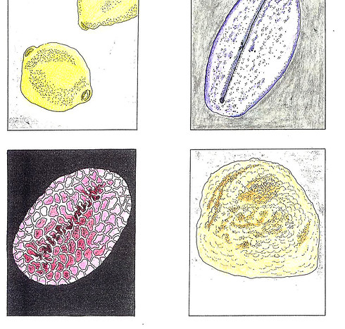 Allergene