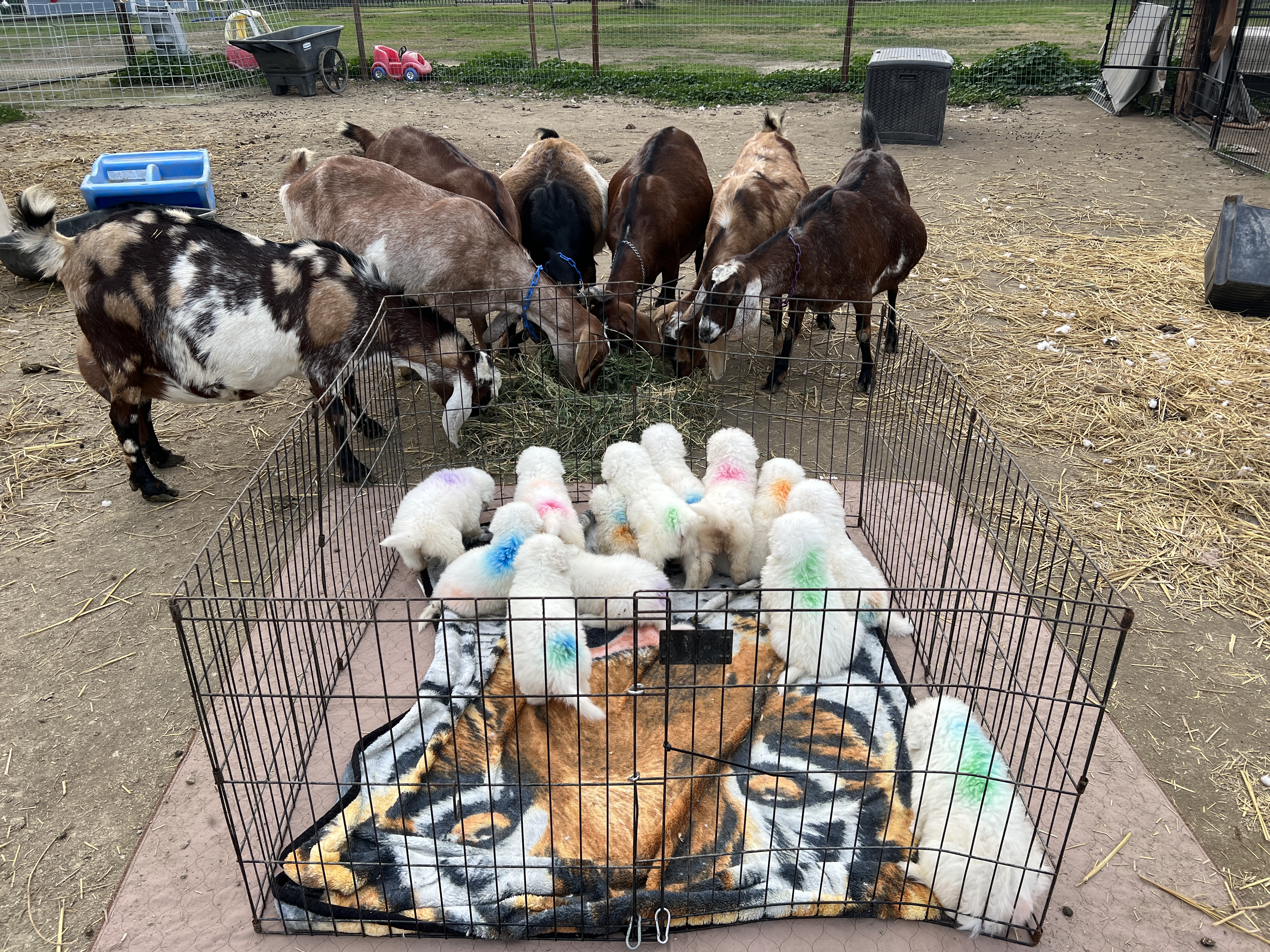 The Importance of Early Socialization with Livestock in LGD Puppies
content media