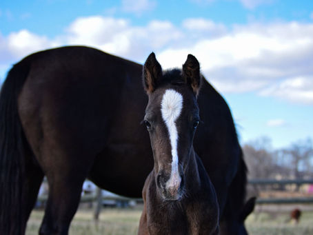 a foal with it's mother