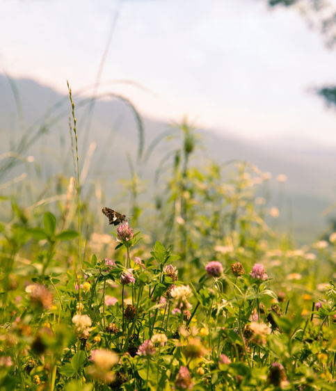 Baurley-Cades-Cove-2023-12.jpg