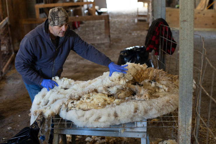 Sheep-Shearing-2.jpg