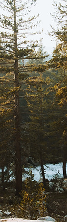 Forest Stream