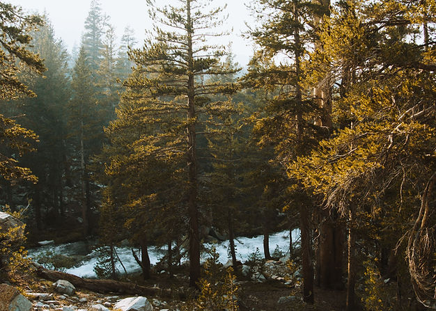 Forest Stream