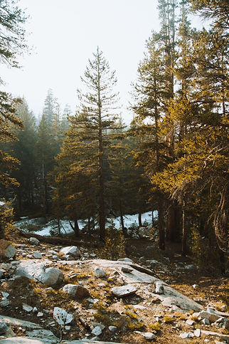 Forest In Golden Light