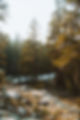 Forest Stream