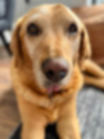 Friendly dog in Hexham