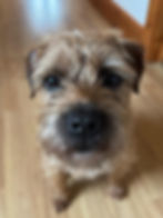 A happy dog wait for a treat in Hexham