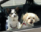 Two dogs about to go on a walk in Hexham