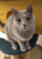 A cat being looked after in Hexham