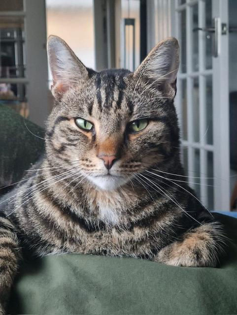 A cat being cared for at home in Hexham