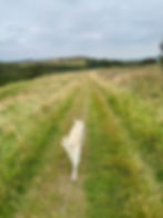 A dog walking in the long grass