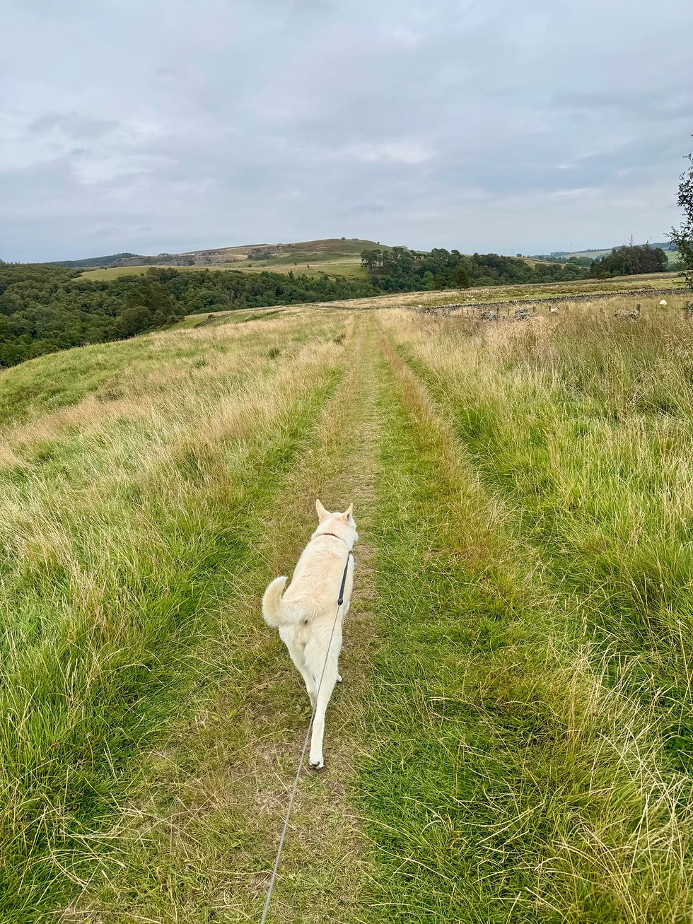 A dog walking in the long grass