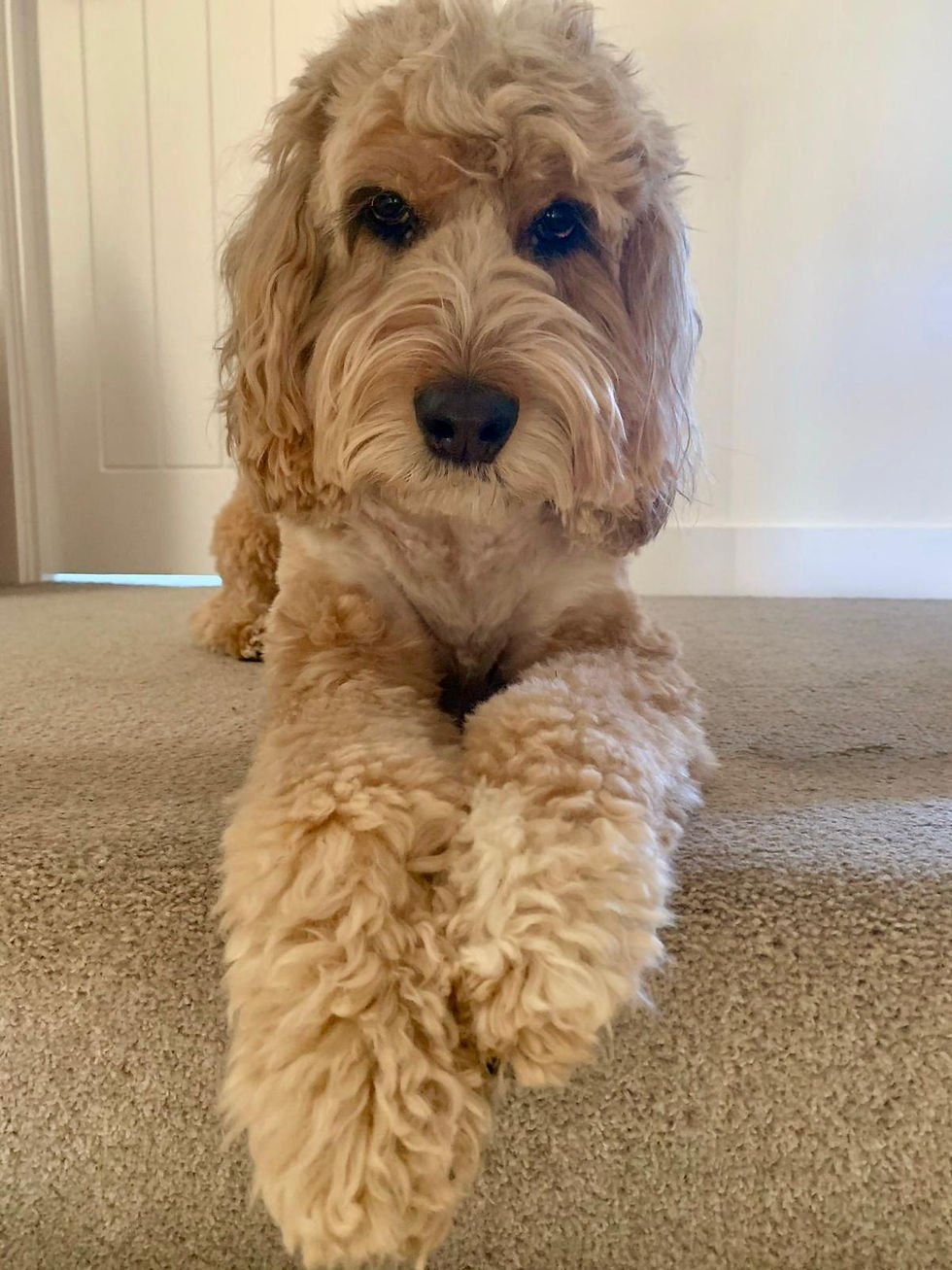 Playful dog waiting to go on a walk