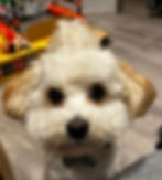 Happy dog being looked after in Hexham