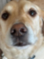 Close up of a friendly dog