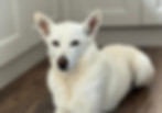 Happy dog being cared for in Hexham