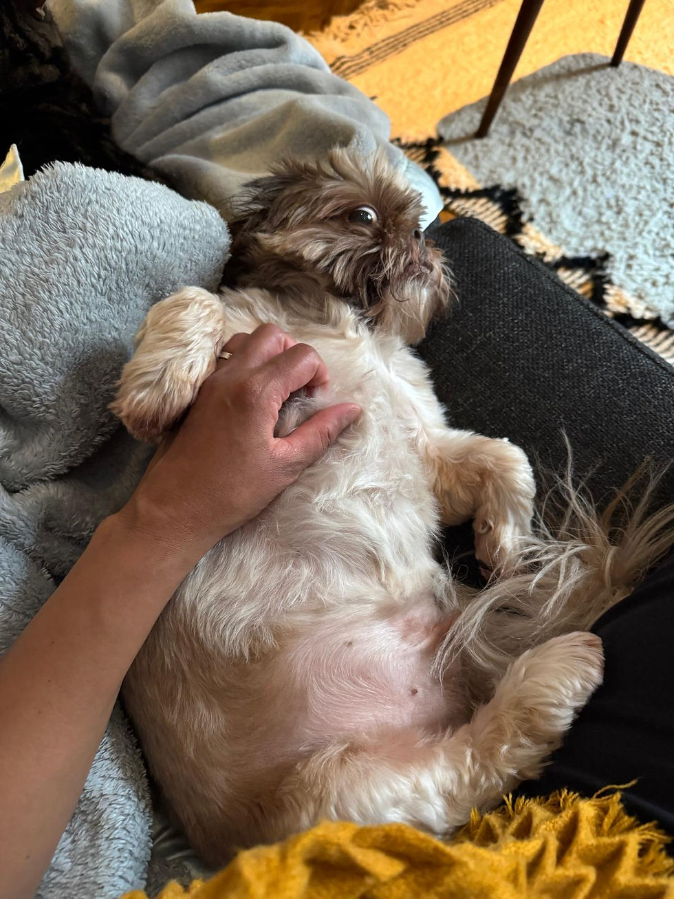 Personalised pet care in Hexham