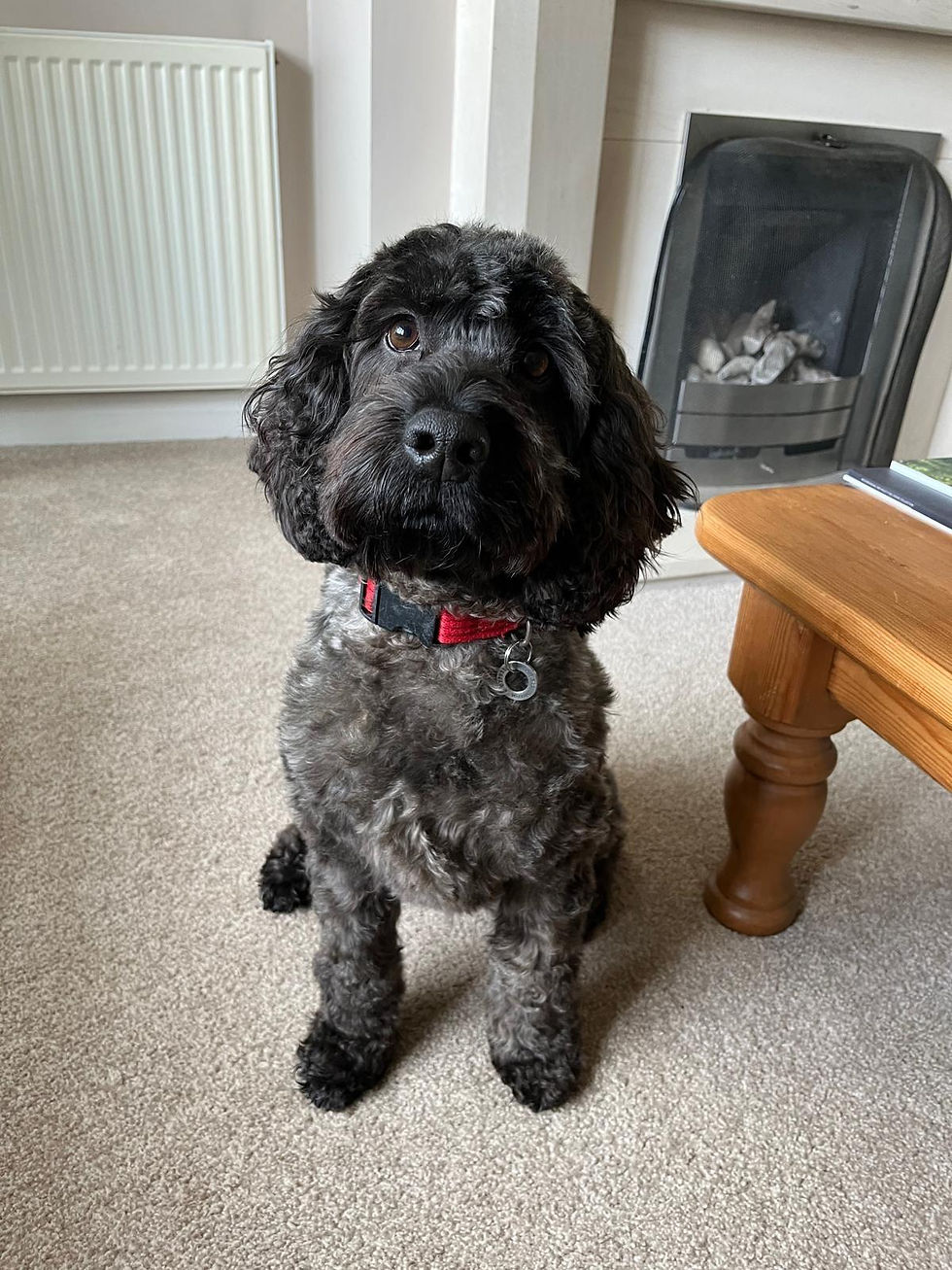 Cute dog looks playfully at the camera