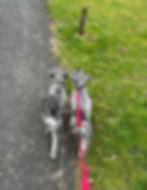 Two dogs on a dog walk in Hexham