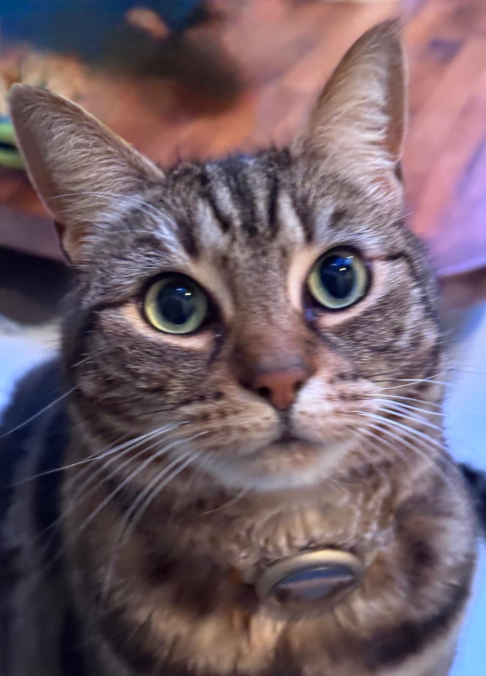 cat_3.jpg