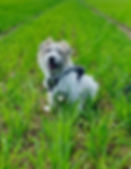 Happy dog on a rural walk in Hexham