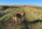 Dog on rural walk near Hexham