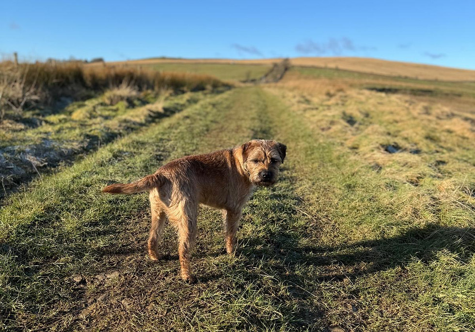 Dog on rural walk near Hexham