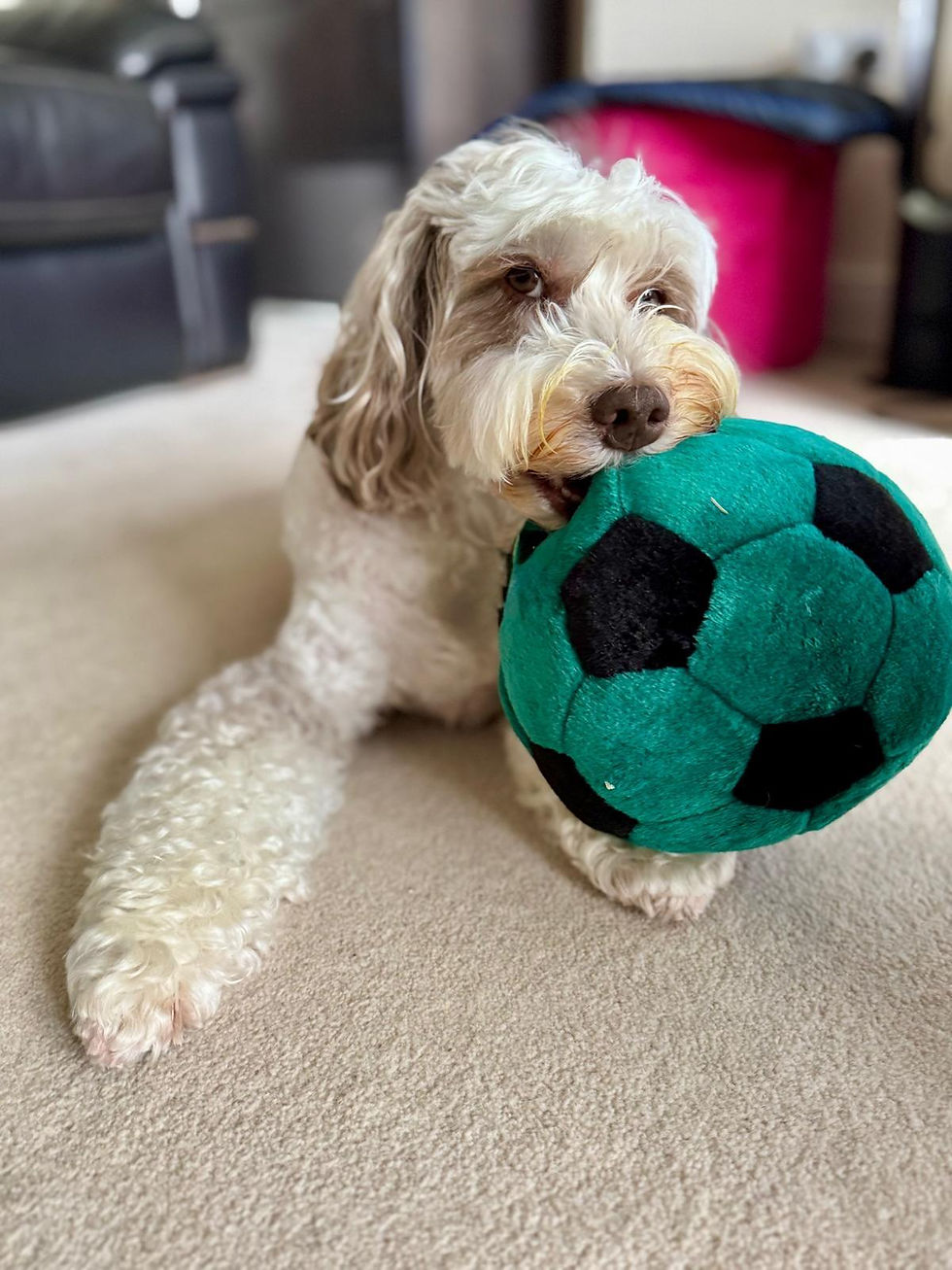 Cute dog playing with ball whilst being cared for in Hexham