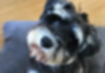 Cute dog looking happy at dog sitter