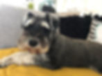 Happy dog being looked after by dog sitter in Hexham