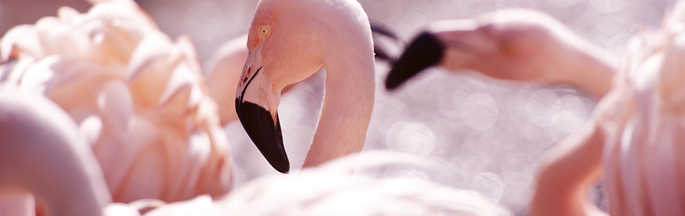 Pink Flamingos Close-Up