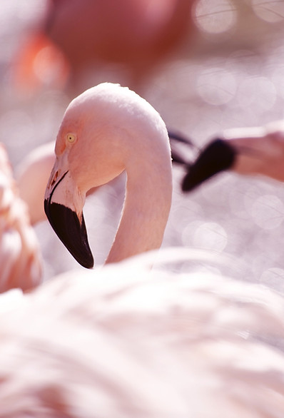 Pink Flamingos