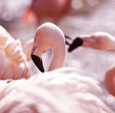 Pink Flamingos