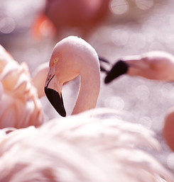 Pink Flamingos