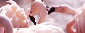 Pink Flamingos anegada