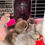Thumbnail: chocolate and lavender silkie chick