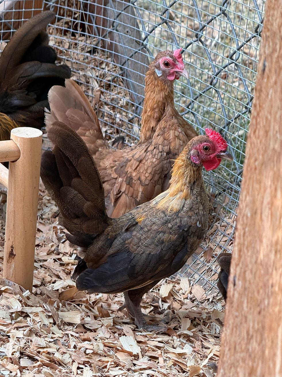 kikiriki rooster