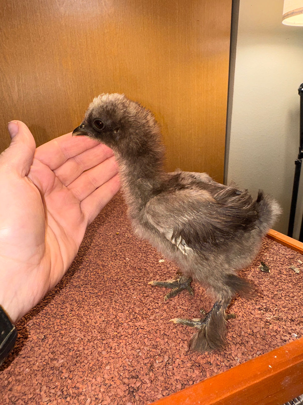 chocolate silkie chick