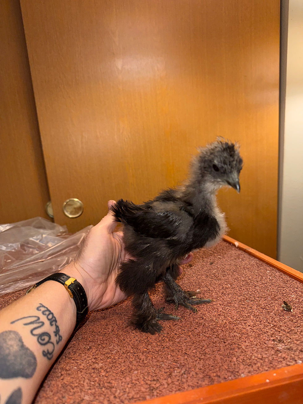 chocolate silkie chick